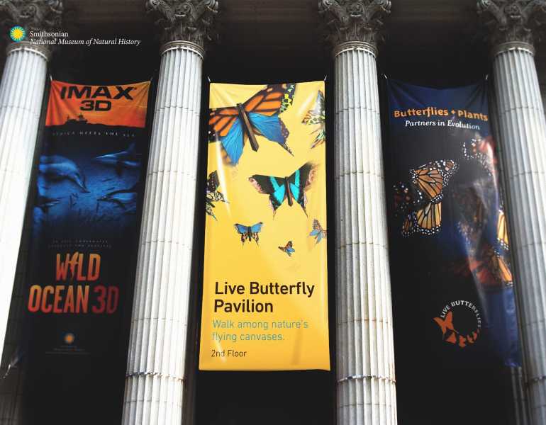 REQ Smithsonian Butterfly Pavilion Banner