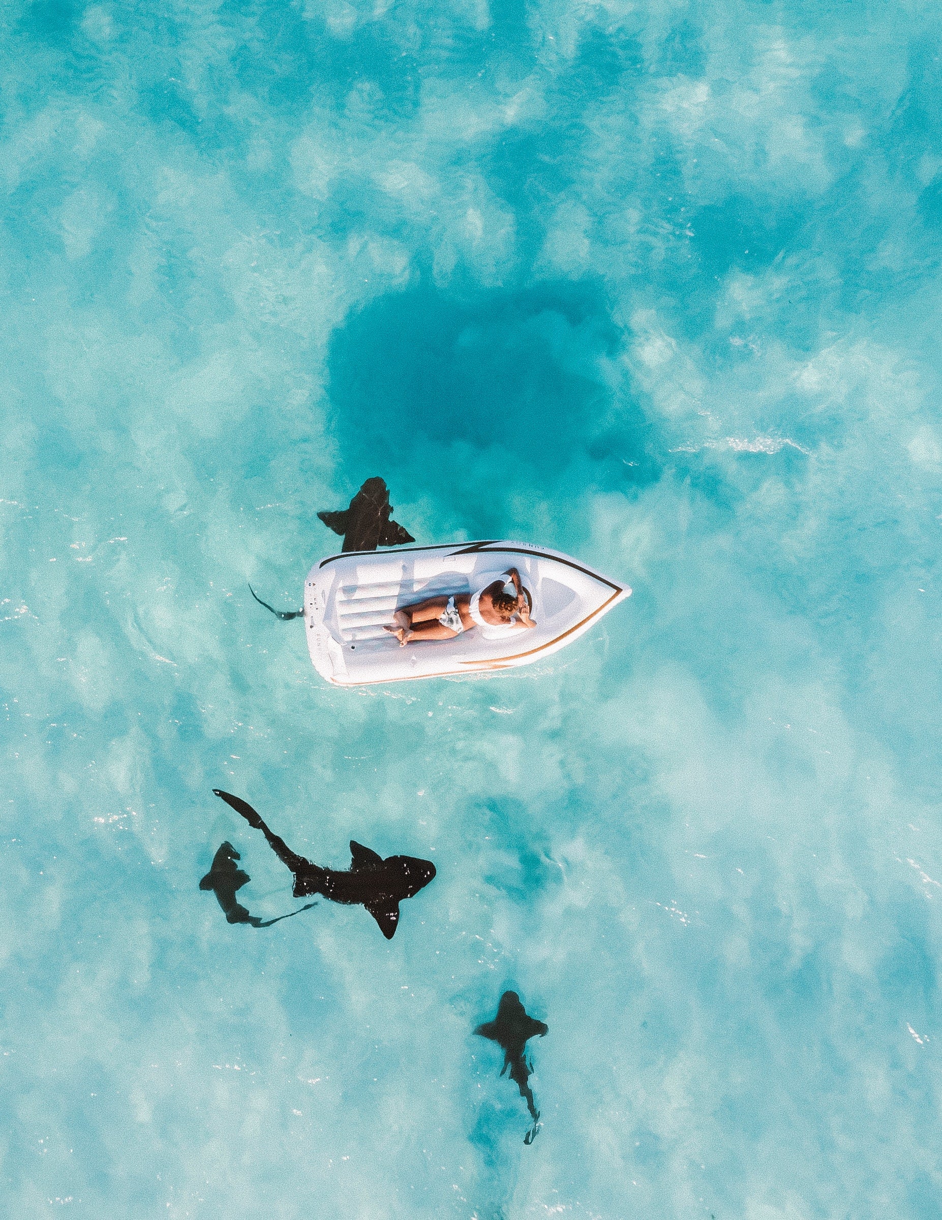 How Shark Week and Jaws Changed Our Everyday Awareness and Perception of Sharks