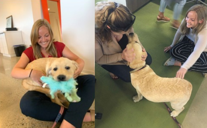 REQ Virgina Office Dogs